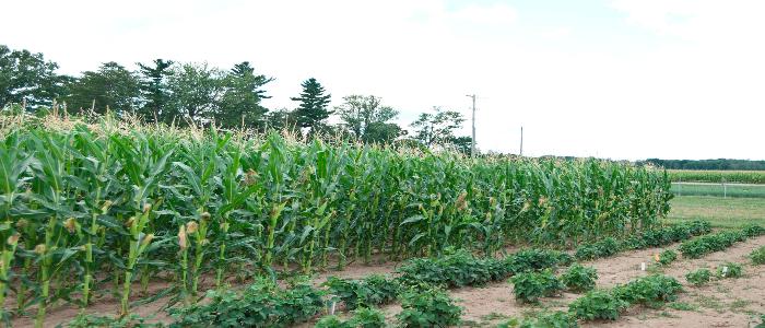 The Field Research Maize